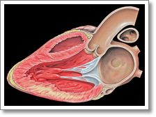The Aortic Valve